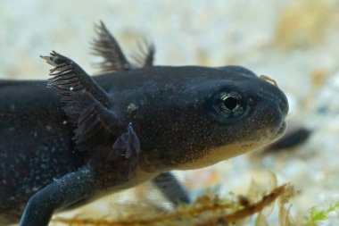 Çin kılıç kuyruklu kertenkele larvası Cynops orientalis 'e, su altında yakın plan.