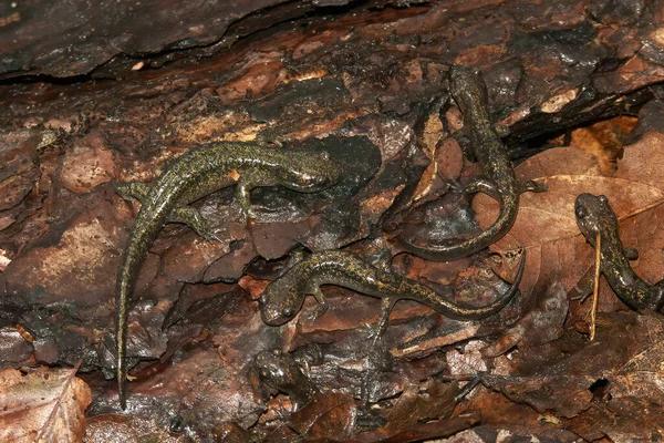 Closeup on an aggregation of brass colored juvenile Hokkaido salamander, Hynobius retardatus, on the forest floor,  endemic to Japan