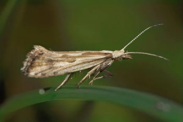 Closeup Small Rare Dame Rocket Moth Plutella Porrecella Sitting Grass — Stock Photo, Image