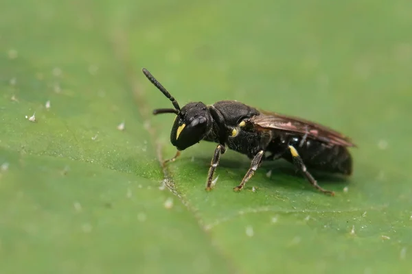 Closeup Detalhada Uma Fêmea Abelha Rosto Amarelo Comum Hylaeus Communis — Fotografia de Stock