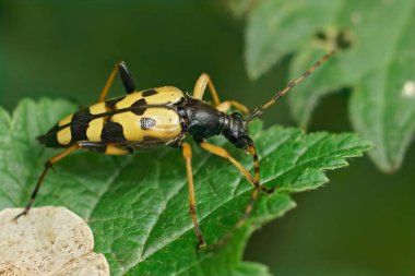 Açık kahverengi benekli uzun boynuzlu böceğe yakın çekim, Rutpela maculata yeşil bir yaprağın üzerinde oturuyor.