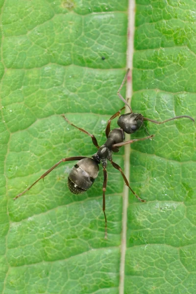 在一片绿叶上 一只黑色的毛蚁的垂直特写 在田野里 — 图库照片