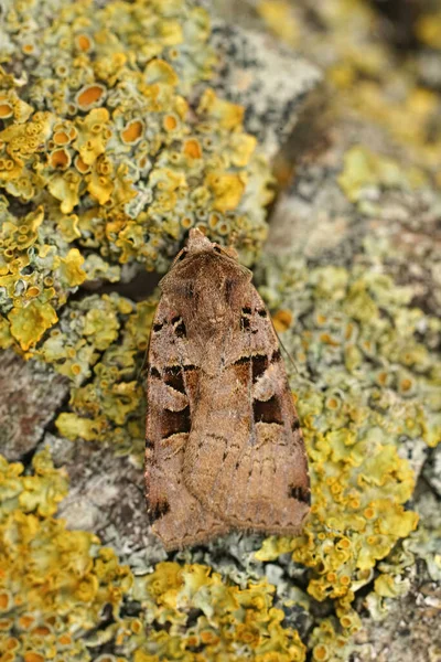 Detailed Closeup Double Spot Moth Xestia Triangulum Sitting Lichen Covered — Stock Photo, Image