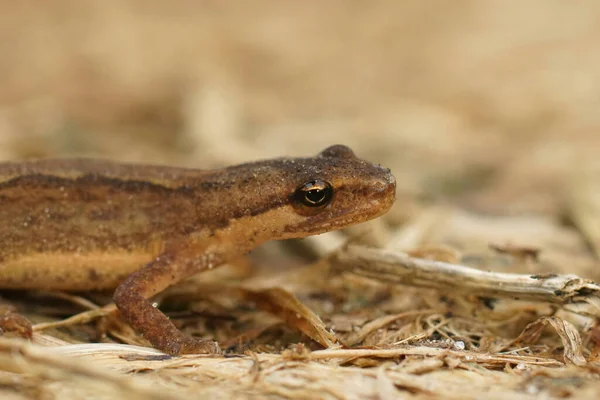 Närbild Brun Juvenil Smooth Newt Triturus Vulgaris Sitter Marken Trädgården — Stockfoto