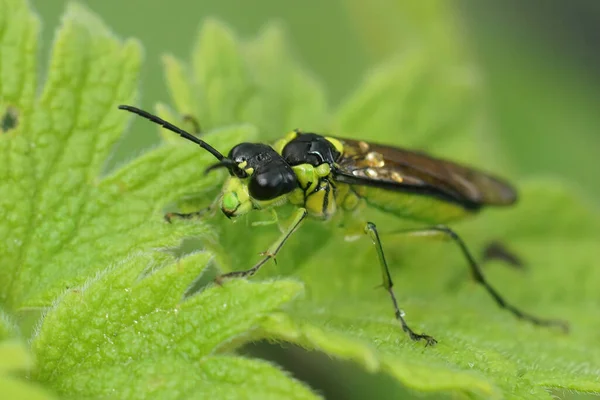 Nahaufnahme Einer Farbenfrohen Und Leuchtend Grünen Sägemücke Tenthredo Mesomela Auf — Stockfoto