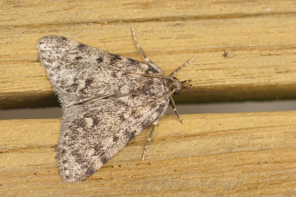 Primer Plano Detallado Tabby Grande Polilla Grasa Aglossa Pinguinalis Sentado — Foto de Stock