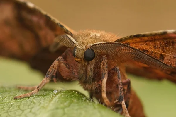 Frontal Closeup Lilac Beauty Moth Apeira Syringaria Sitting Green Leaf — Stock Photo, Image