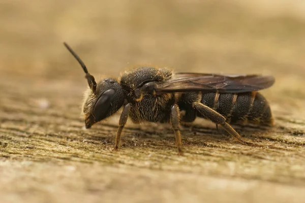 Closeup Detalhada Cleptoparasita Fêmea Banded Abelha Escura Stelis Punctulatissima Sentado — Fotografia de Stock