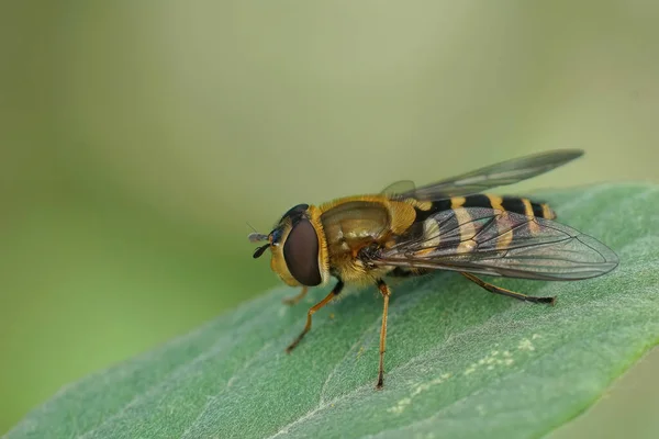 Detailed Closeup Common Banded Hoverfly Syrphus Ribesii Sitting Green Leaf — Stock Photo, Image