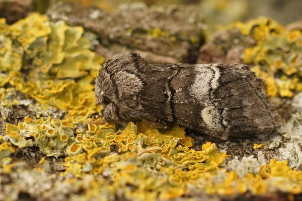 Detailed Closeup Oak Marbled Brown Moth Drymonia Querna Sitting Wood — Stock Photo, Image
