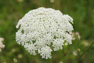 Vahşi havucun yükselen beyaz çiçeğine yakın plan, tarlada Daucus carota