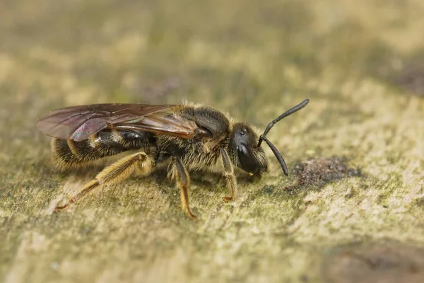 一只毛茸茸的雌性普通毛茸茸的毛茸茸的小蜜蜂Lasioglossum Calceatum坐在木头上 — 图库照片