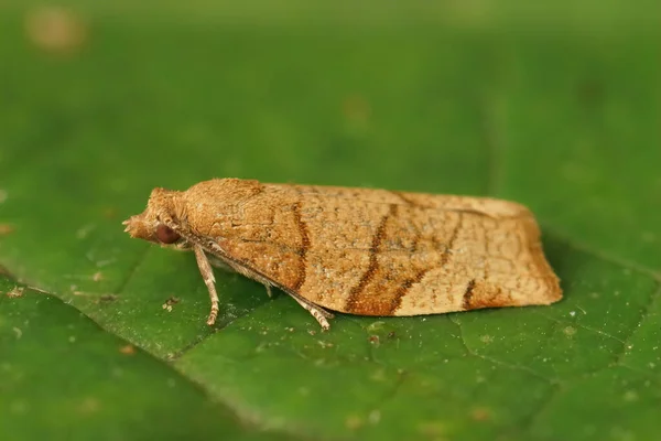 Closeup Small Common Twist Moth Pandemis Cerasana Sitting Green Leaf — Stock Photo, Image