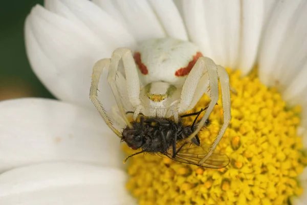 Dettagliato Primo Piano Ragno Bianco Fiore Misumna Vatia Che Appena — Foto Stock