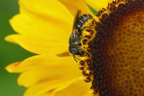Zbliżenie Samicę Wielkogłowy Pancerny Pszczoła Żywica Dziedzictwo Truncorum Zbieranie Pyłku — Zdjęcie stockowe