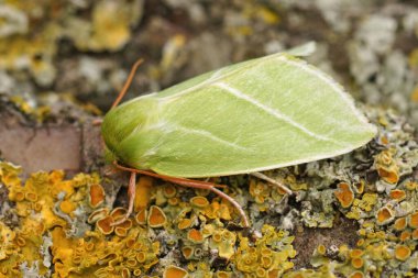 Alichen kaplı ahşap üzerinde oturan güve güve, Pseudoips prasinana üzerinde ayrıntılı yakın plan