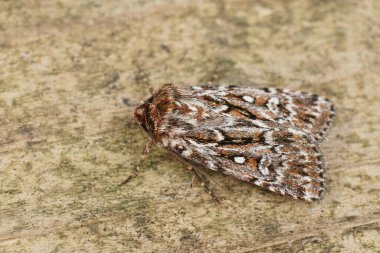 Gerçek aşığın güvesi Lycophotia Porphyrea 'nın bahçedeki tahtada oturması hakkında detaylı bilgi.