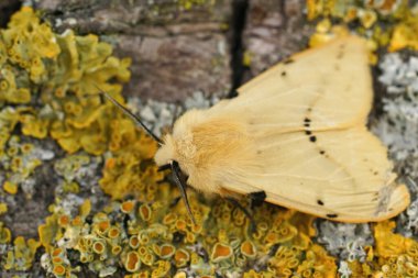Closeup on the yellow buff ermine moth, Spilosoms lutea sitting on a piece of wood inthe garden clipart