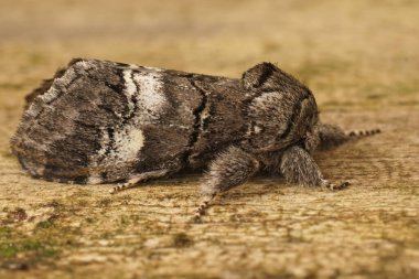 Ahşap üzerinde oturan kahverengi güve, Drymonia querna 'ya yakın plan.