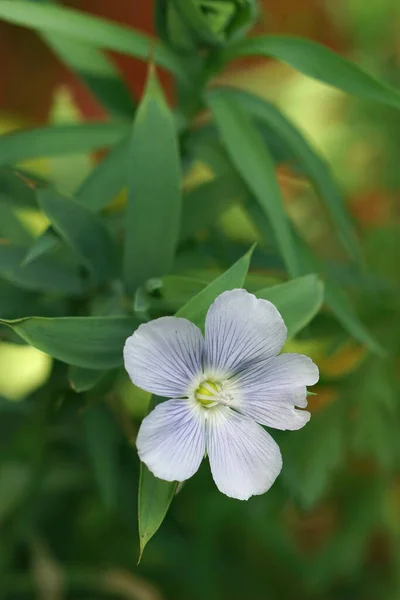 Primer Plano Vertical Sobre Una Flor Linaza Azul Suave Linum — Foto de Stock