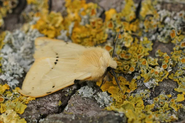 Detailní Záběr Žlutého Motýla Spilosoms Lutea Sedí Kusu Dřeva Zahradě — Stock fotografie