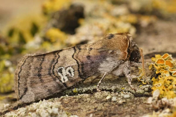 Detaillierte Nahaufnahme Einer Figur Von Achtzig Motten Tethea Ocularis Auf — Stockfoto