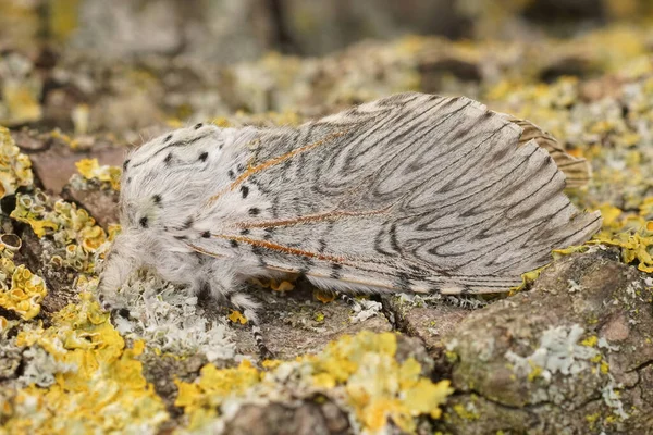 Detallado Primer Plano Grande Vinula Cerura Blanco Polilla Musgo Sentado —  Fotos de Stock