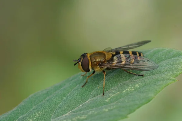 Primeros Planos Detallados Aerodeslizador Común Syrphus Ribesii Sentado Sobre Una —  Fotos de Stock