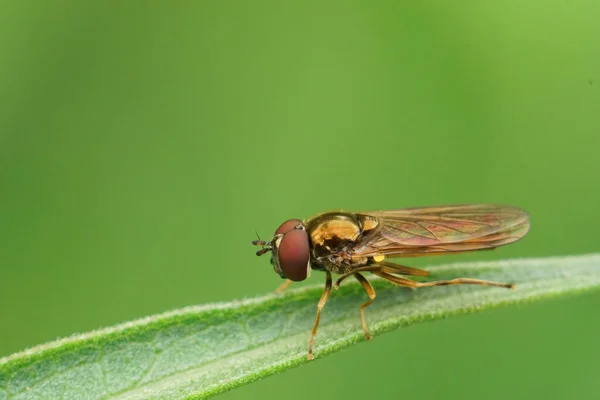 Κοντινό Πλάνο Μια Κοινή Σύντομη Melanostoma Mellinum Μύγα Hoverfly Κάθεται — Φωτογραφία Αρχείου