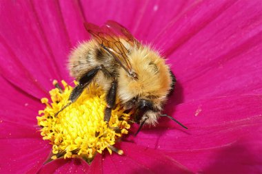 Sıra dışı renkli, tüylü, sarı renkli kraliçe arıya yakından bakın. Yaygın kart arısı, Bombus Pascuorum bahçede parlak mor bir kozmos çiçeğiyle.