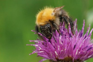 Kahverengi bantlı bir yaban arısı, Bombbus Pascuorum, Mor bir Centaurea Jacea çiçeğinin üzerinde.