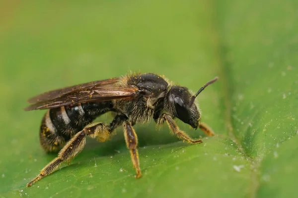 Closeup Rare Endangered Large Dark Colored Furrow Bee Lasioglossum Majus — Stok fotoğraf
