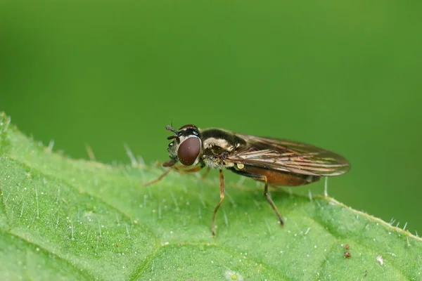 Closeup Shiny Small Hoverfly Platycheirus Albimanus Sitting Green Leaf Garden — Photo