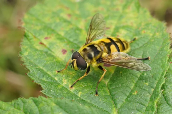 Closeup Detalhado Hoverfly Deadhead Florea Myathropdea Sentada Uma Folha Verde — Fotografia de Stock