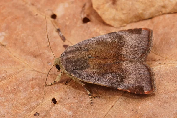 Acercamiento Detallado Ala Inferior Amarilla Bordes Anchos Noctua Janthe Sentado —  Fotos de Stock