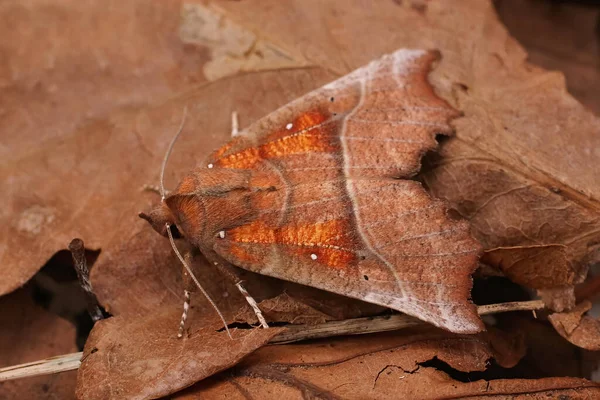 Detailed Closeup Colorful Fresh Emerged Herald Moth Scoliopteryx Libatrix Sitting — Fotografia de Stock