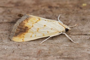 Evergestis Extimalis adında küçük renkli bir güveye yakın plan çekilmiş.