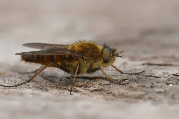 Detailed Selective Focus Closeup Hairy Brown Commonmacro Stiletto Fly Thereva — Stok fotoğraf