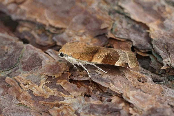 Detaillierte Nahaufnahme Einer Breitgefächerten Gelben Unterflügelmotte Noctua Fimbriata Die Garten — Stockfoto