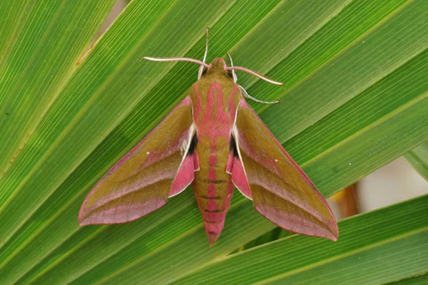 Closeup Colorful Pink Elephant Hawk Moth Deilephila Elpenor Sitting Green — Foto Stock