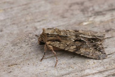 Koyu kemerli baykuş güvesine yaklaş, Apamea monoglypha, bahçede tahtada oturuyor.