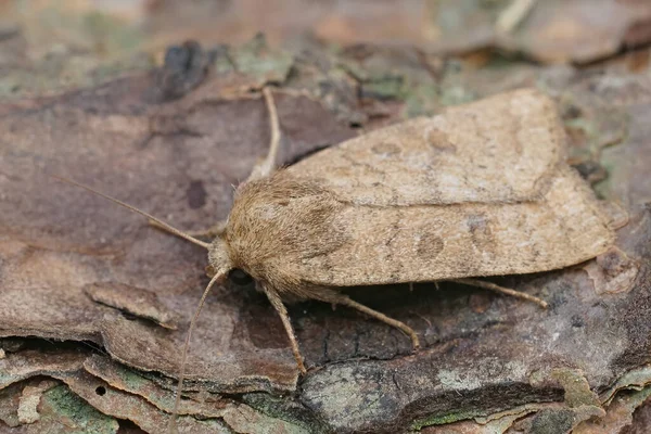 Closeup Een Onzekere Uil Hoplodrina Octogenaria Zittend Hout Tuin — Stockfoto