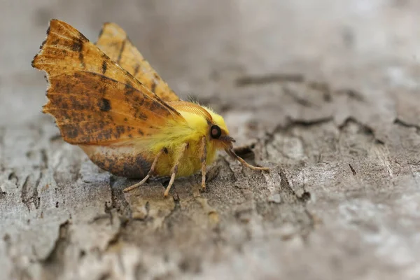 Detailed Closeup Canary Shouldered Thorn Geometer Moth Ennomos Alniaria Open — ストック写真