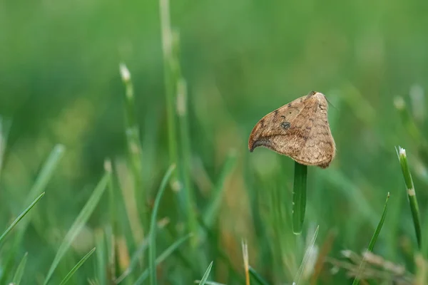 Closeup Brown Pebble Hook Tip Moth Drepana Falcataria Hanging Grass — 스톡 사진