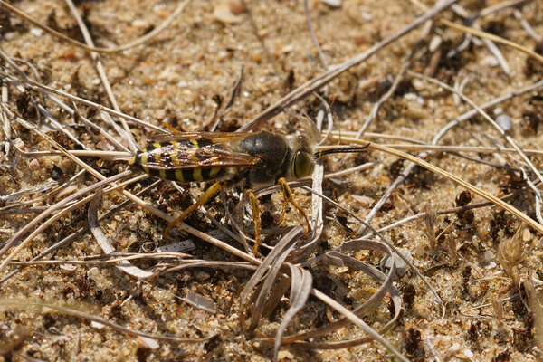 Detailed closeup on a large, black and yellow, ground nesting solitary wasp, Bembix rostrata at the Belgian coast