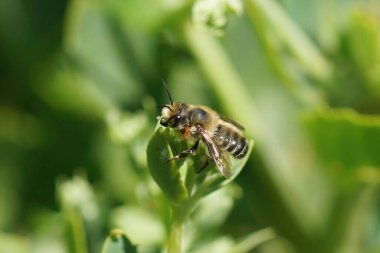Detailed closeup on a male Willughbys leafcutter bee, Megachile willughbiella, sitting on a green leaf in the garden
