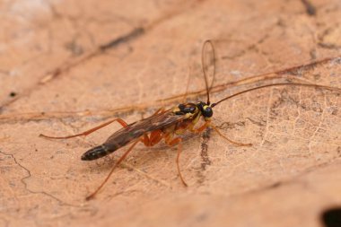 Nadir bulunan ichneumonid eşekarısı Lissonota pleuralis 'in detaylı görüntüsü.