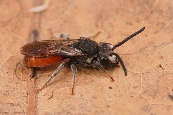 Detaillierte Nahaufnahme Einer Frisch Aufgetauchten Bunten Parasitären Riesenblutbiene Sphecodes Albilabris — Stockfoto