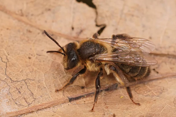 Detailed Closeup Fresh Emerged Female Chocolate Solitary Mining Bee Andrena — стоковое фото