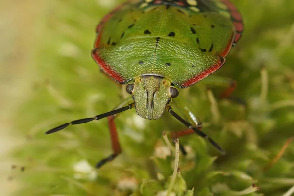 Closeup Colorful Green Pink Nymph Instar Southern Green Stink Bug — Foto de Stock